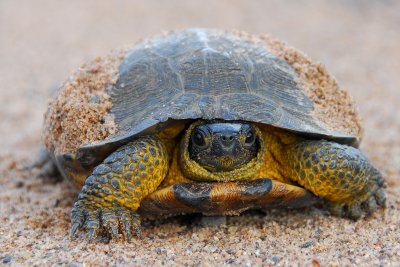 Wood Turtle