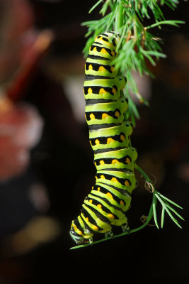 Black Swallowtail larva