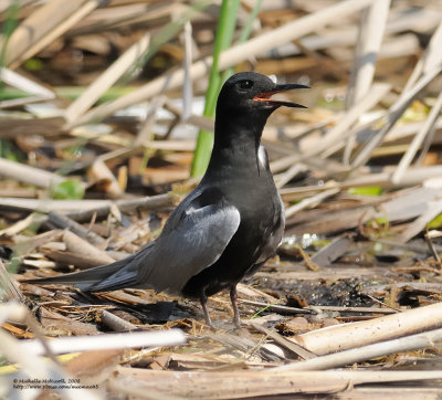 Guifette noire au repos