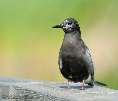 Guifette noire