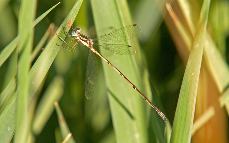 Slender Spreadwing; Lestes rectangularis, Male