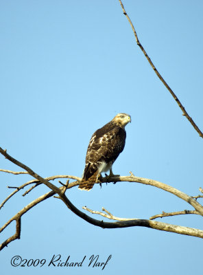 RED-TAILED HAWK