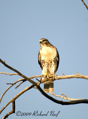 RED-TAILED HAWK