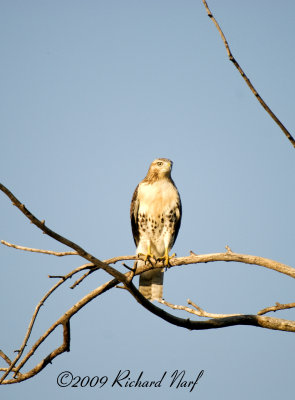 RED-TAILED HAWK