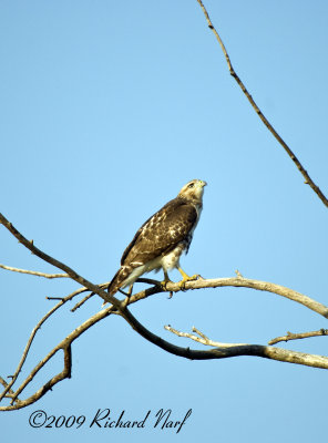 RED-TAILED HAWK