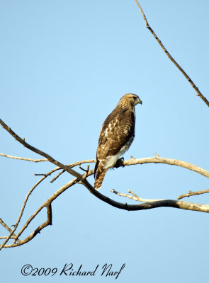 RED-TAILED HAWK