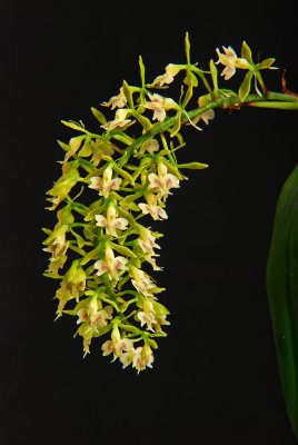 Epidendrum horichii