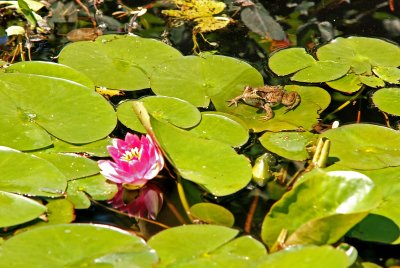 Water Lilly, June 2008