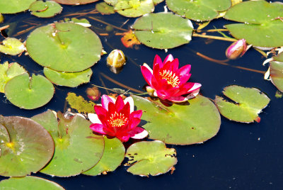 Water Lilly, June 2008