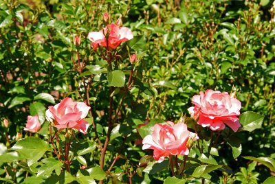 Passionate Kisses Floribunda Rose