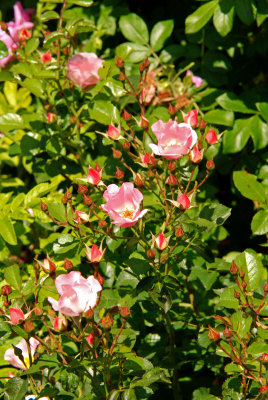 Carefree Delight Shrub Rose