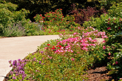 Rose Garden, June 2008