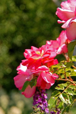 Rose Garden, 2008