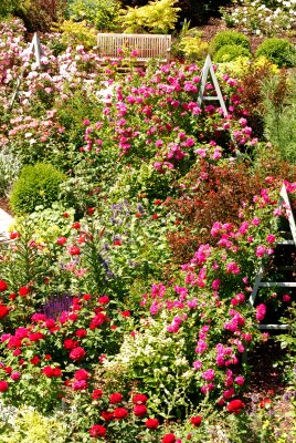 Rose Garden, 2008