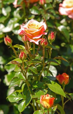 Day Breaker Floribunda Rose