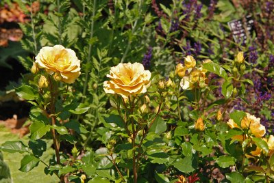 Eureka Floribunda Rose