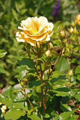 Eureka Floribunda Rose