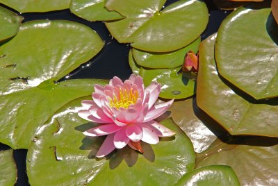 Water Lilly, June 2008