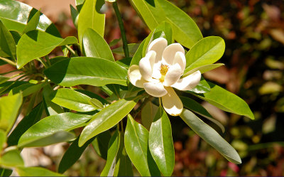 Green Bay Sweetbay Magnolia 'Magnolia virginiana