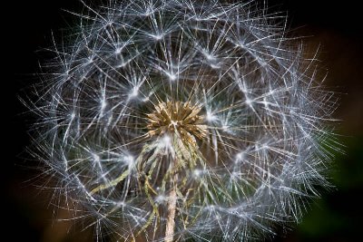 Dandelion