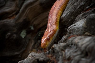 Corn Snake