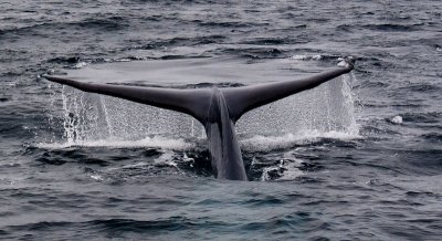 Blue Whale Diving