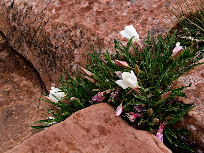 Flowers in Arch