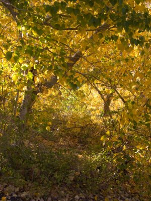 Fall