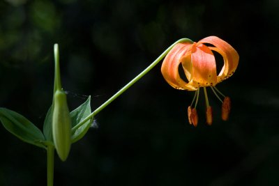 Flower in Woods