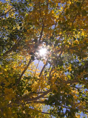 Fall