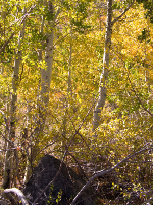 Fall