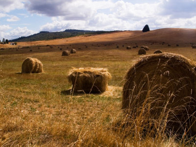 Hay fields