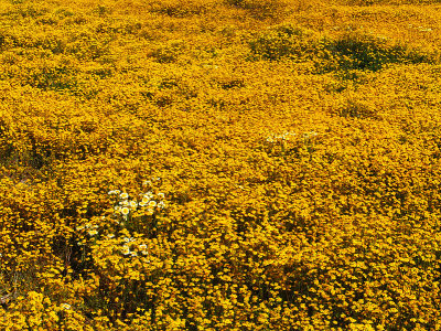 Spring Flowers