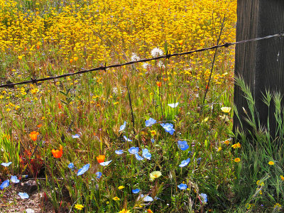 Spring Flowers