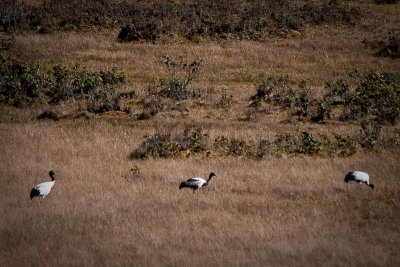 Black-Necked Cranes