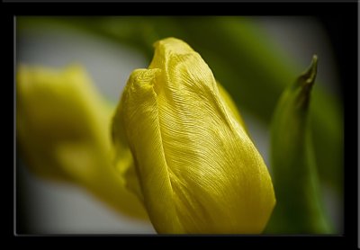 yellow tulip 2