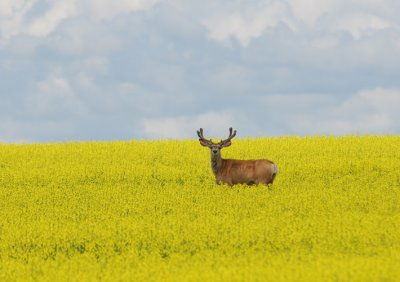 M.Deer in Velvet