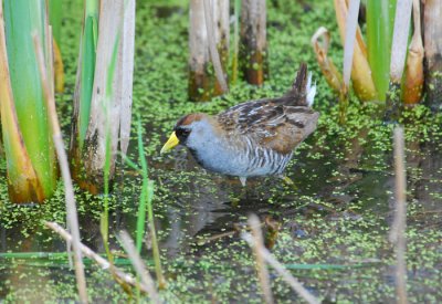  Sora Rail