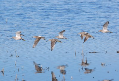  Dowitchers