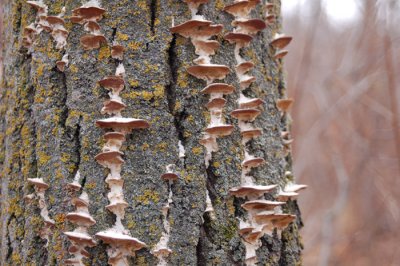  Tree Fungi