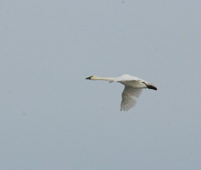 Tundra Swan