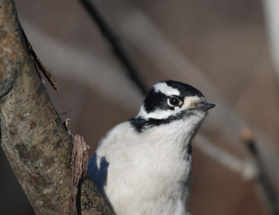 D.Woodpecker