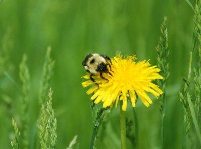  Bee on Dandelion