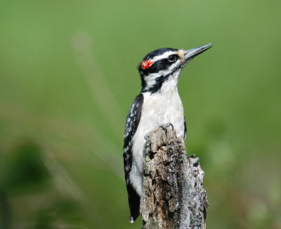  H. Woodpecker