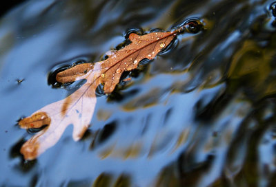 autumn afloat