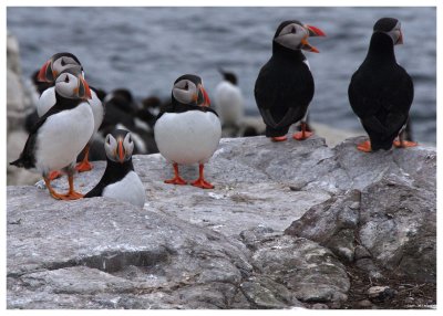 The Puffin Social, Inner Farne, Northumbria
