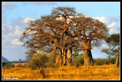 Tarangire Tanzania