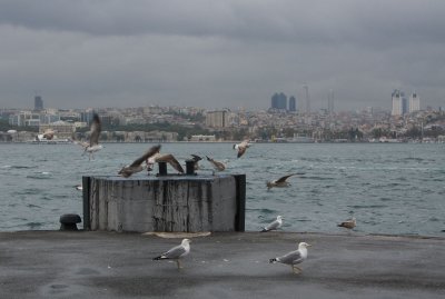 Seagulls1.jpg