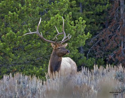 Bull Elk