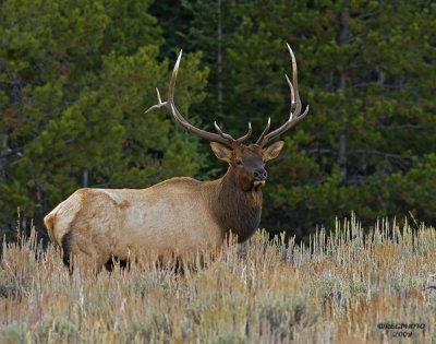 BULL ELK #3